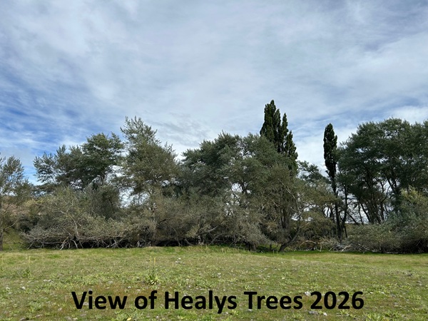 Healy's Trees.