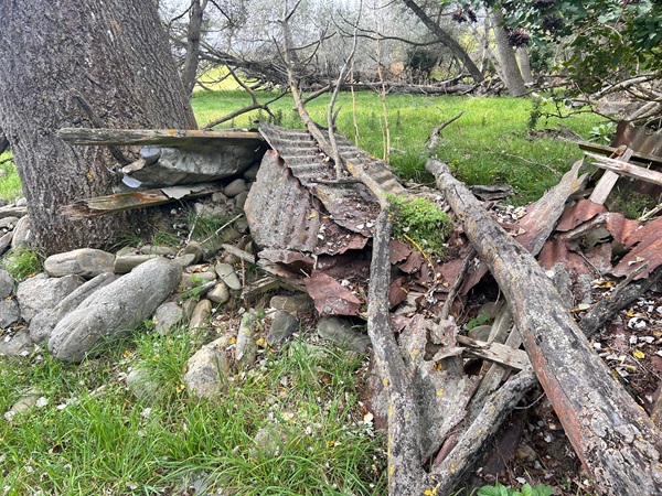 Healy's Trees.
