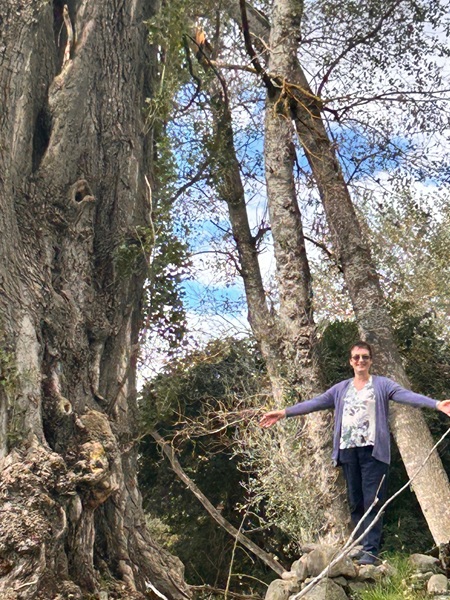 Healy's Trees.