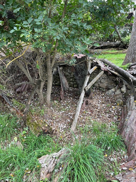 Healy's Trees.