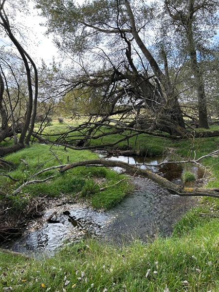 Healy's Trees.
