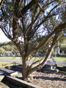 Grave of Francis Jospeh Healy